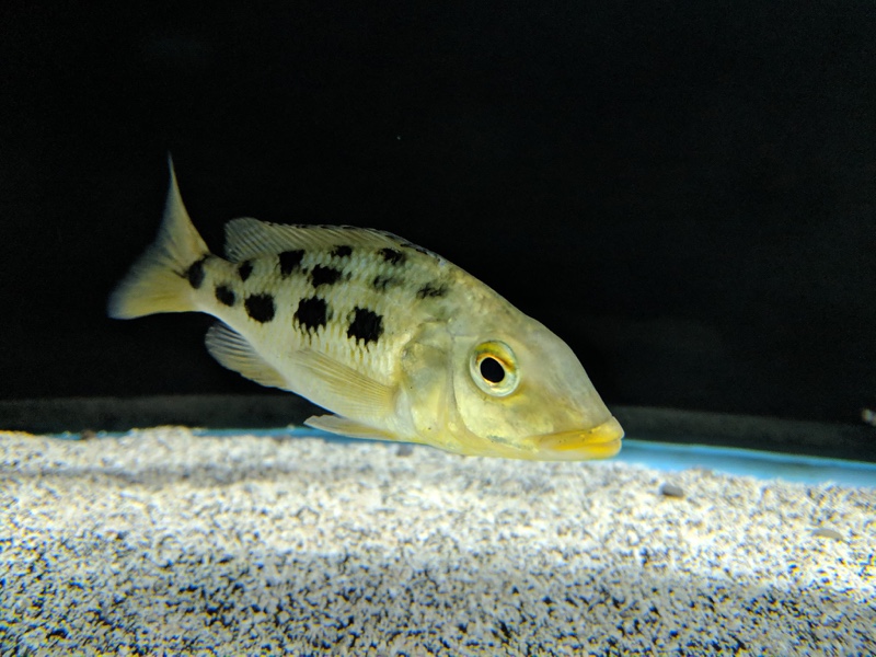 Fossorochromis rostratus